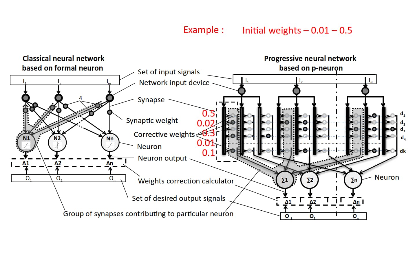 Fundamental neuron architecture differences